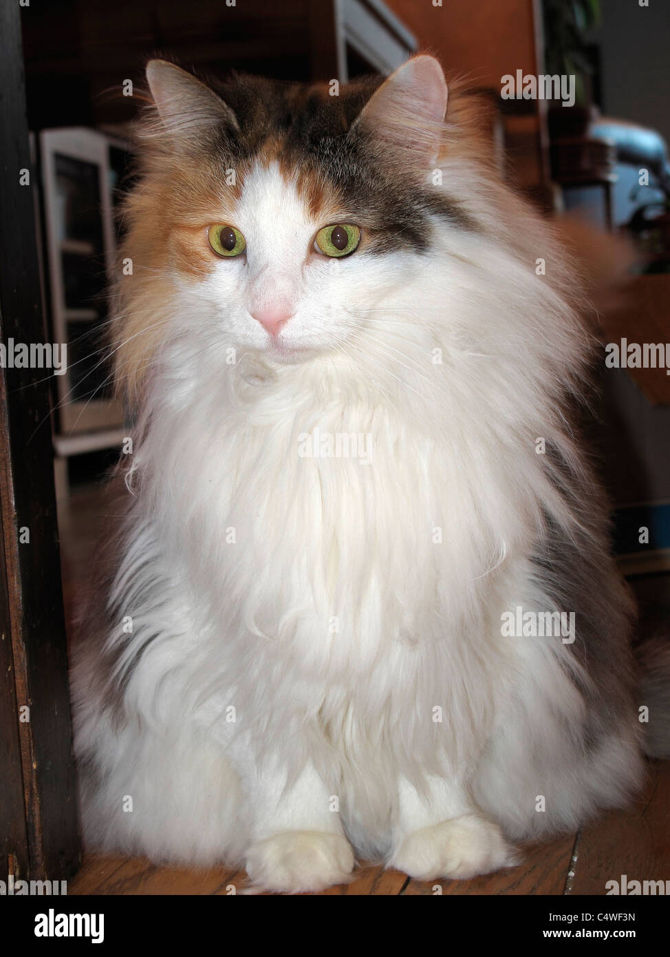 Gatto di casa pet in casa Foto Stock