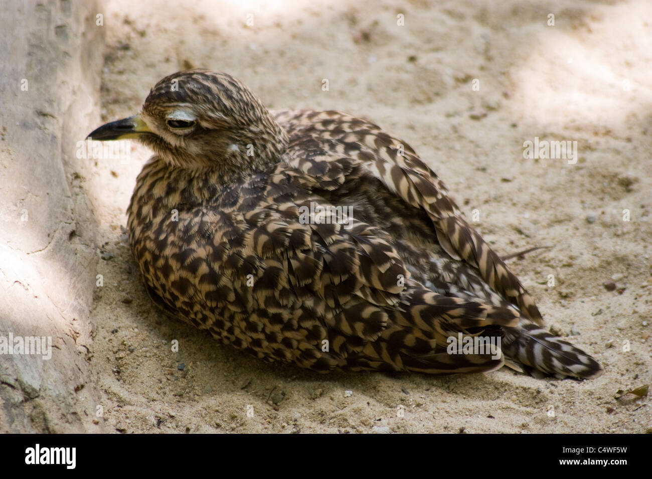 Avvistato thick-ginocchio, Burhinus capensis, noto anche come The Spotted Dikkop o spessore del capo-ginocchio, è una pietra-curlew Burhinidae Foto Stock