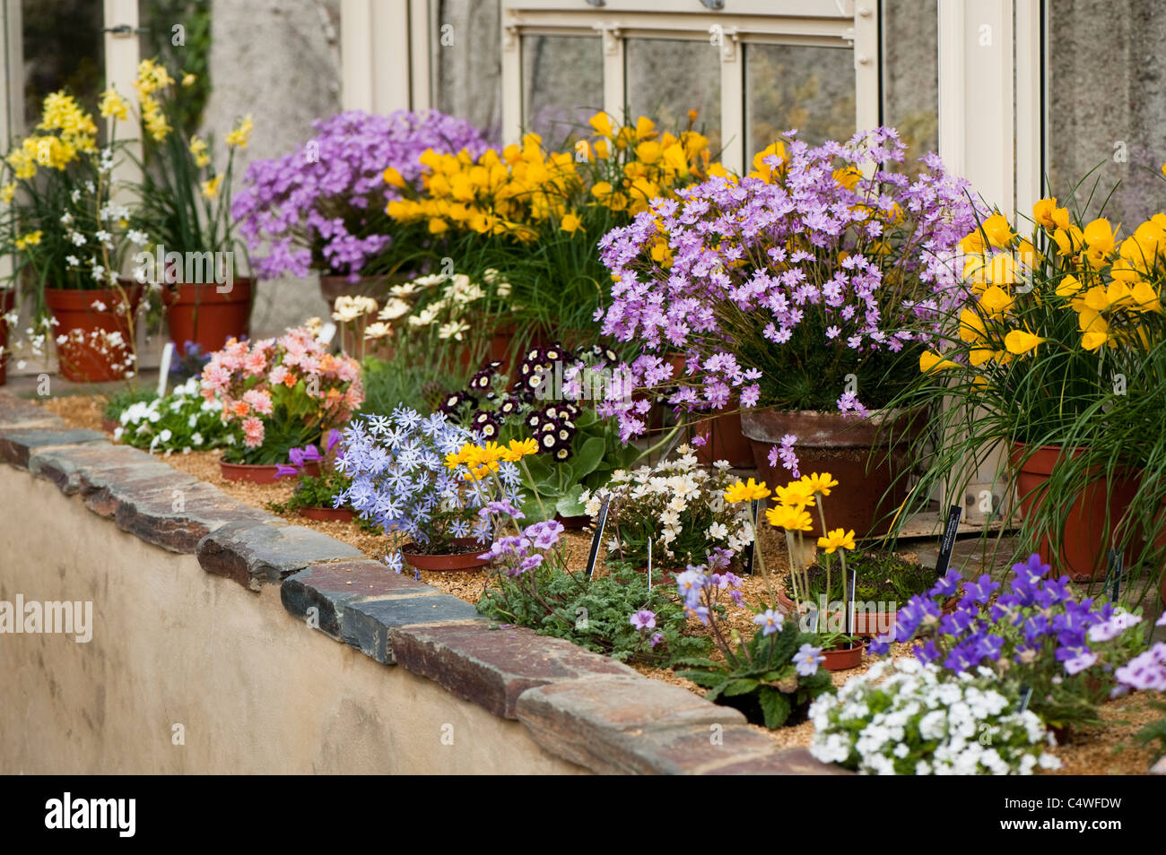 Fiori in serra alpina ad RHS Rosemoor, Devon, Inghilterra, Regno Unito Foto Stock