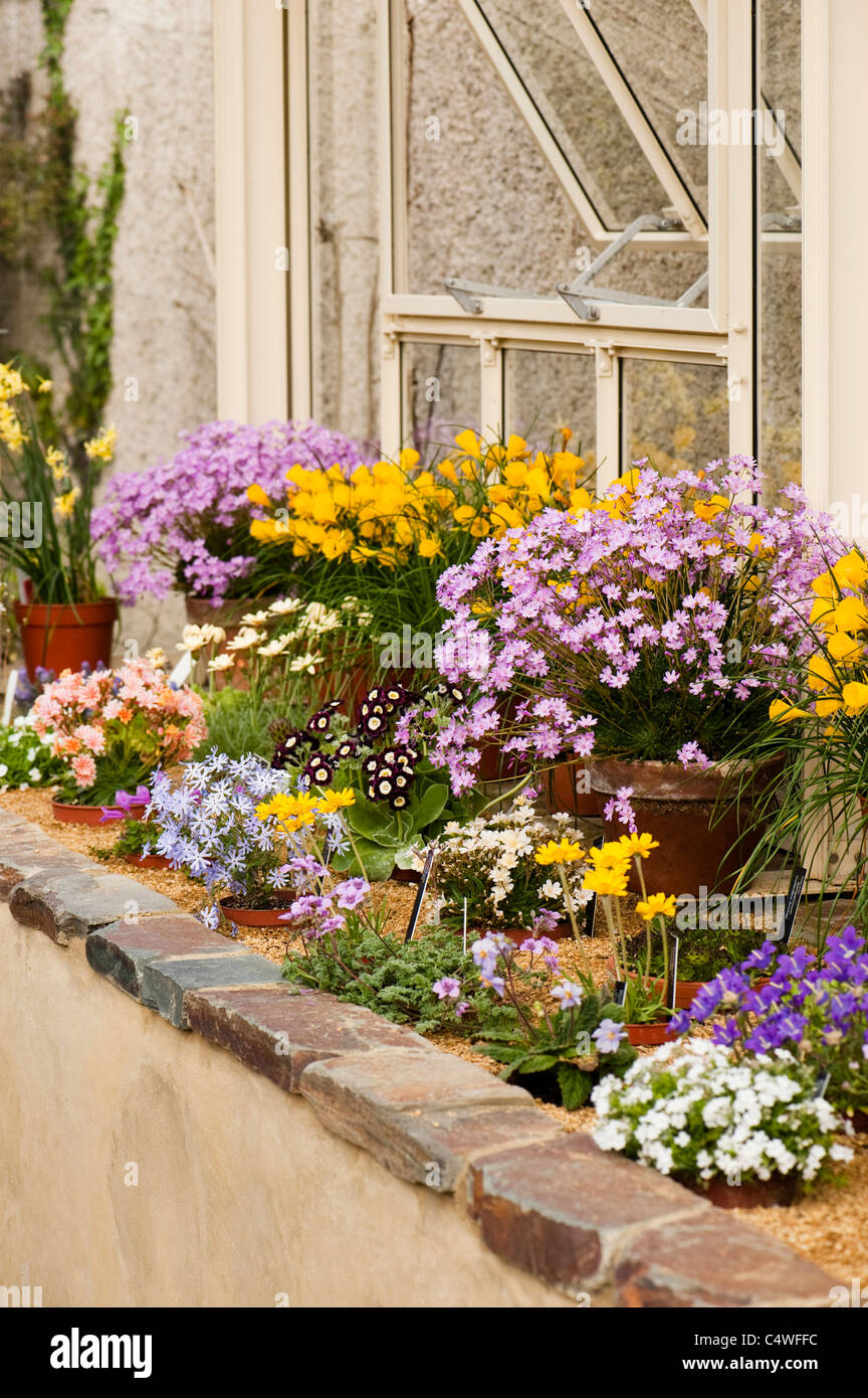 Fiori in serra alpina ad RHS Rosemoor, Devon, Inghilterra, Regno Unito Foto Stock