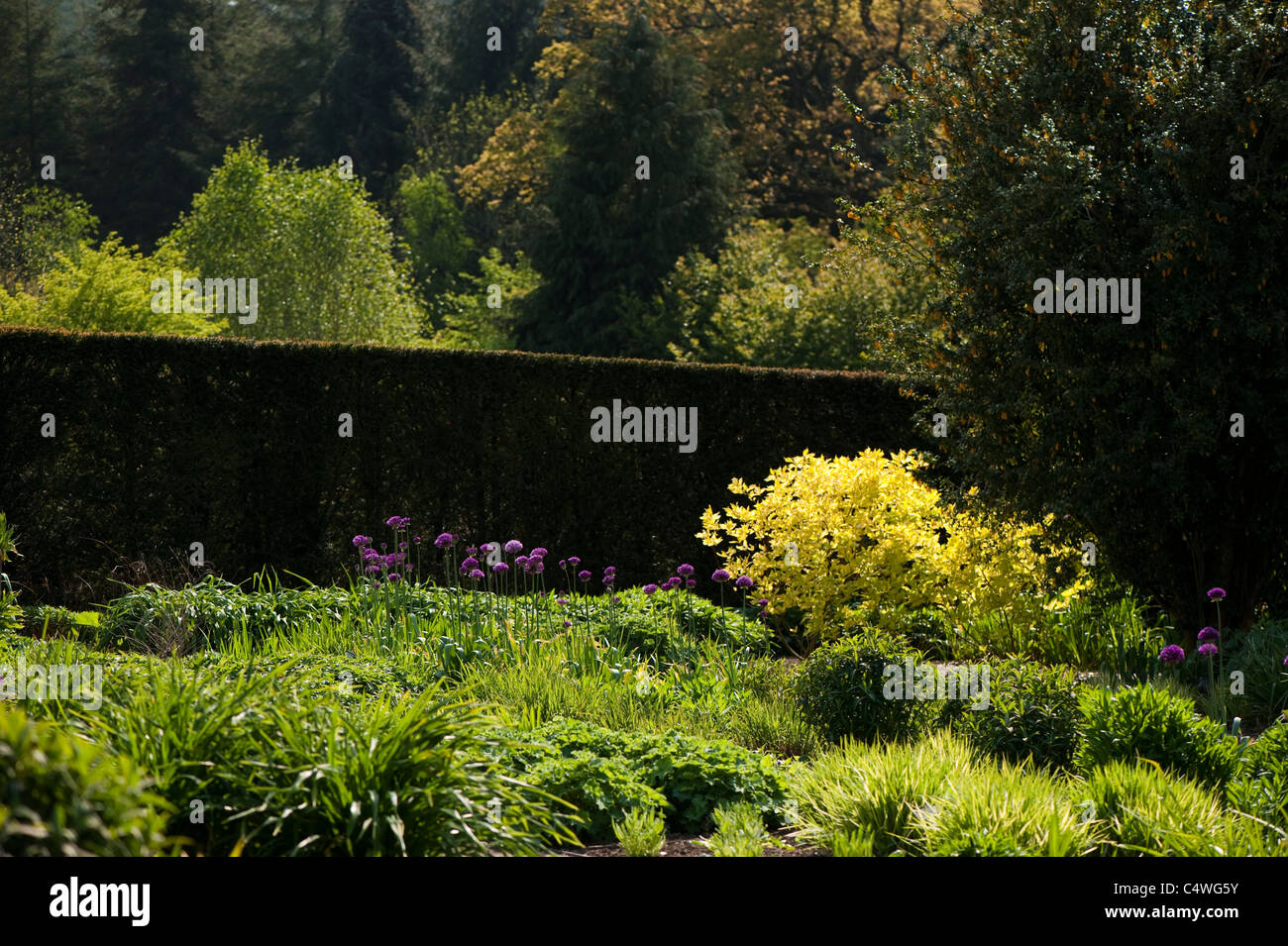 Il giardino a caldo in aprile, RHS Rosemoor, Devon, Inghilterra, Regno Unito Foto Stock