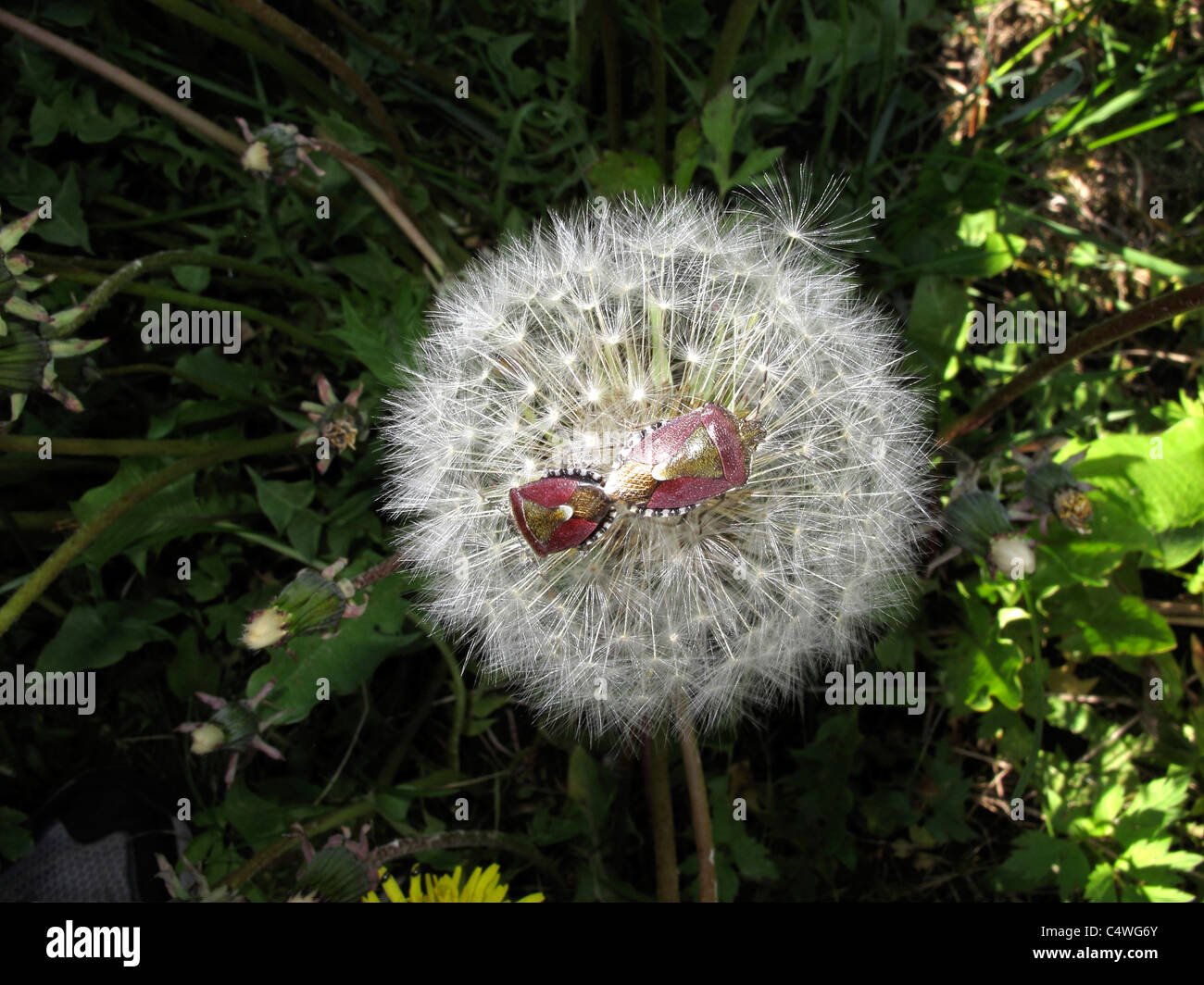 Bug di protezione coniugata su tarassaco Cottongrass in primavera Foto Stock
