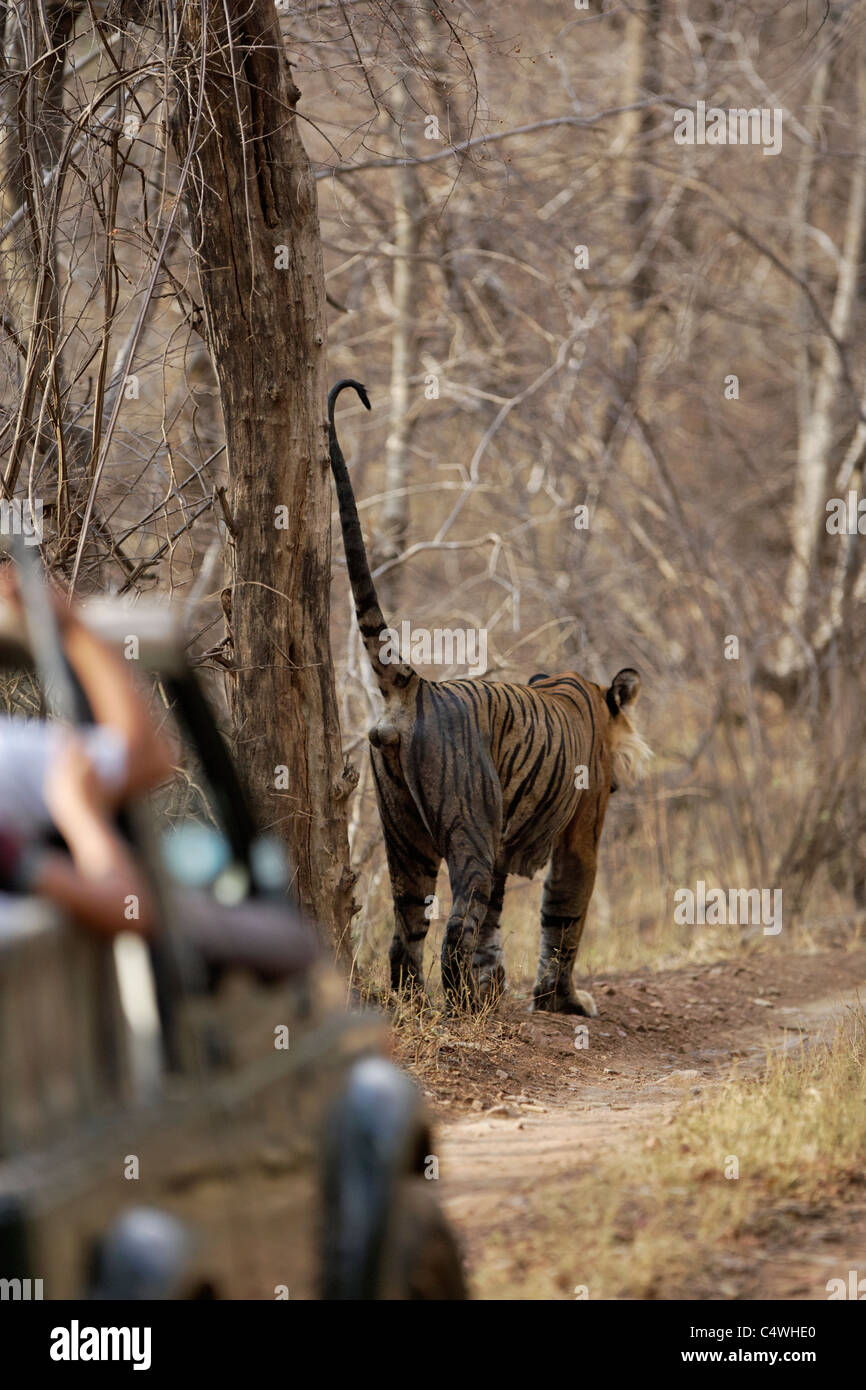 Una tigre del Bengala la marcatura del territorio e un turista in safari segue sulla giungla via in Ranthambore Riserva della Tigre, India. Foto Stock