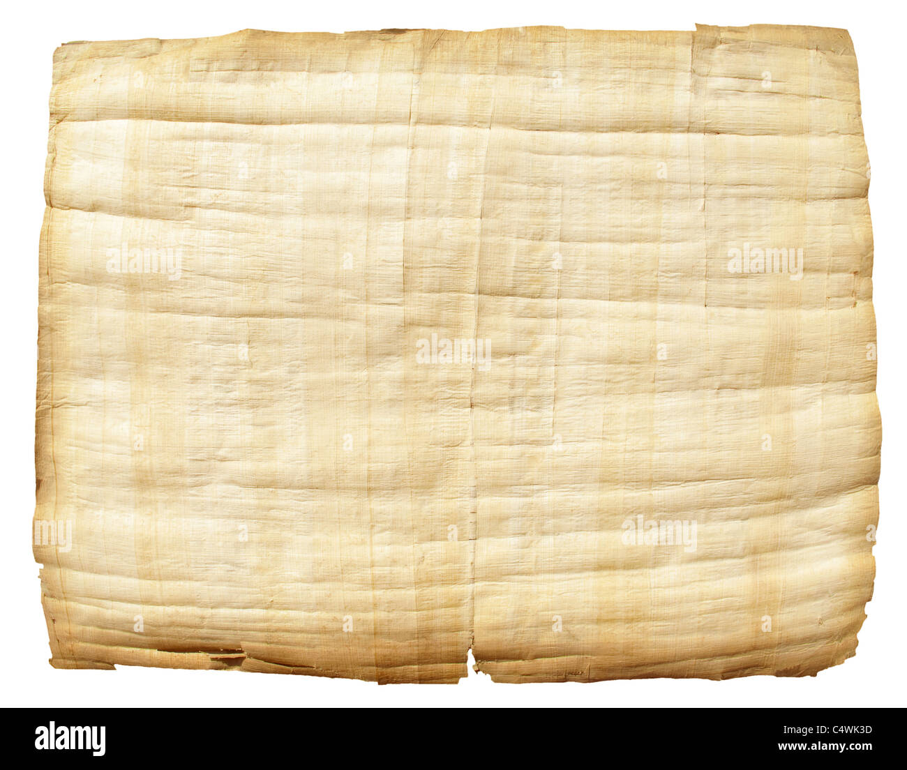 Il papiro su sfondo bianco. Foto Stock