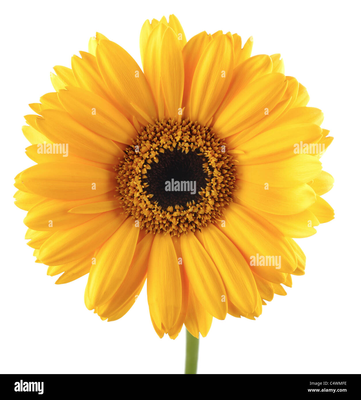 Close up Sun Flower Foto Stock