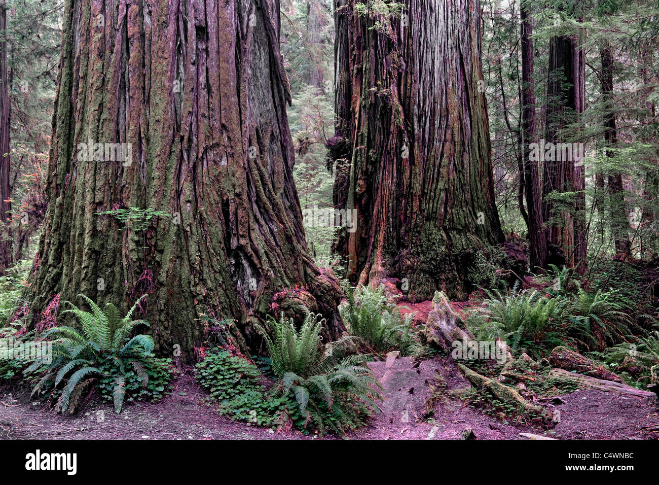 Lussureggianti felci crescere fra questi giganteschi alberi di sequoia in California's Jedediah Smith Redwoods Stato e Parco Nazionale. Foto Stock