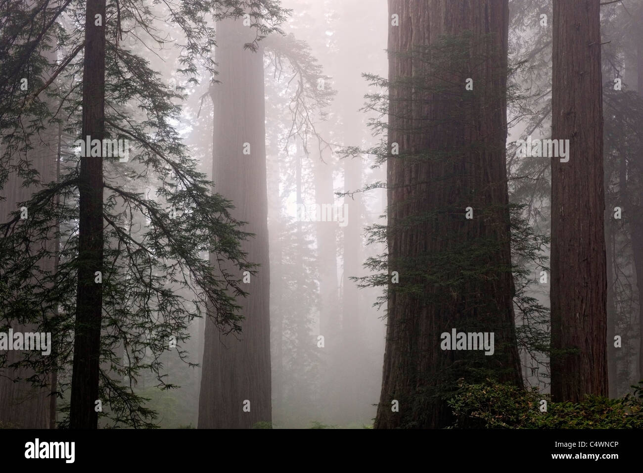 Giganteschi alberi di sequoia e la nebbia in Lady Bird Johnson Grove della California Prairie Creek Redwoods Stato e parchi nazionali. Foto Stock