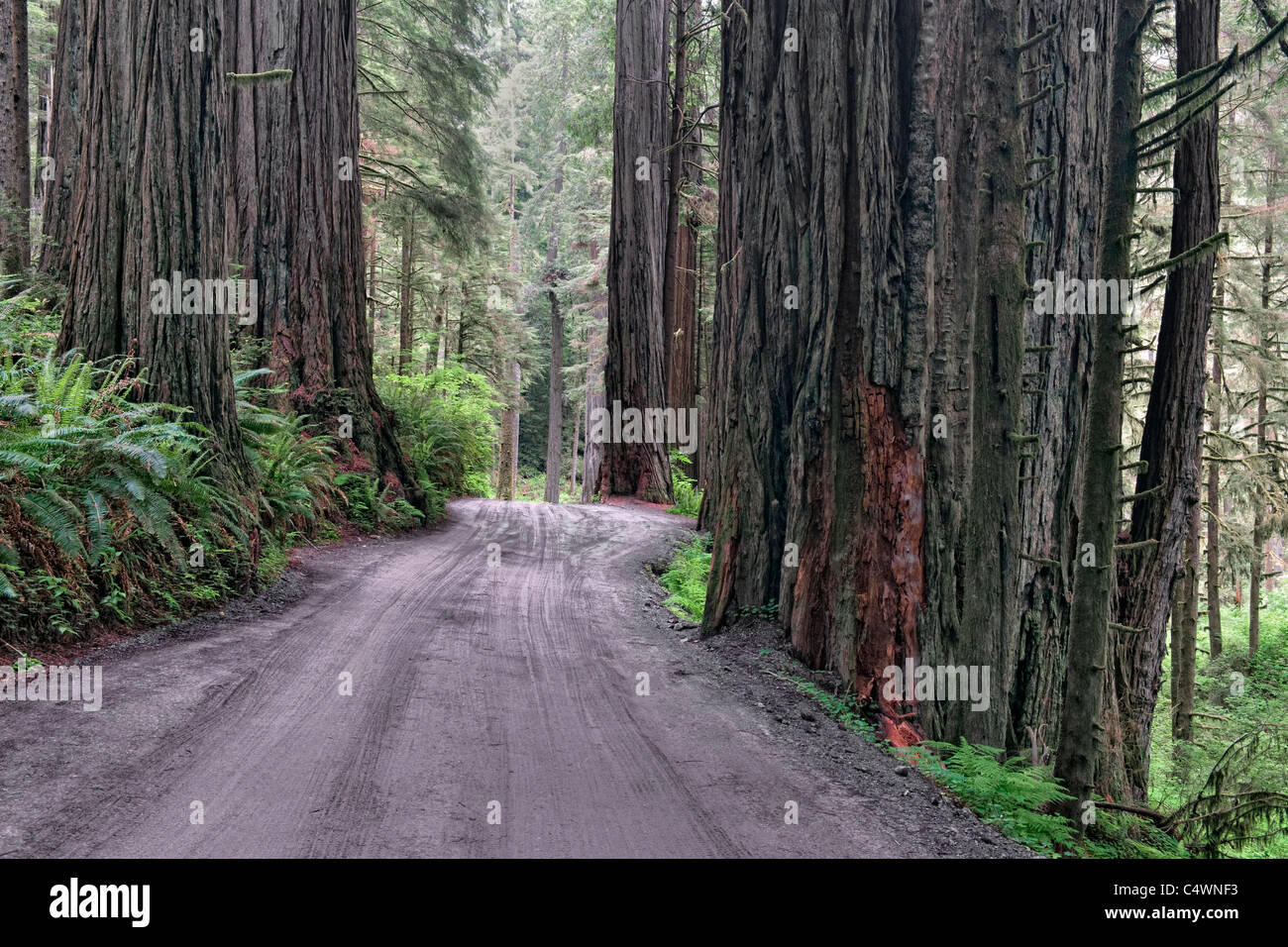 Massive redwood alberi crescono lungo Howland Hill Road in California's Jedediah Smith Redwoods Stato e parchi nazionali. Foto Stock
