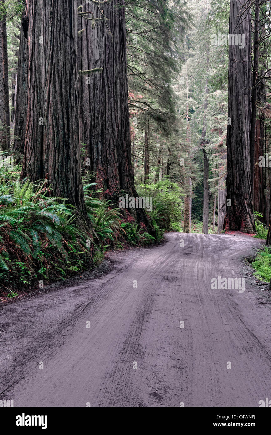 Massive redwood alberi crescono lungo Howland Hill Road in California's Jedediah Smith Redwoods Stato e parchi nazionali. Foto Stock