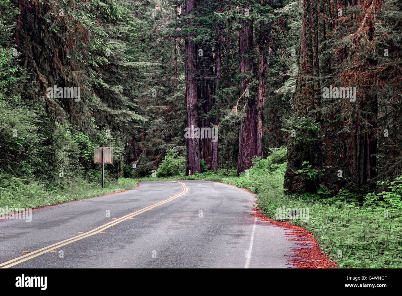 Boschetti di sequoia gigante alberi lungo il Drury Scenic Parkway in California's Prairie Creek Redwoods Stato e parchi nazionali. Foto Stock