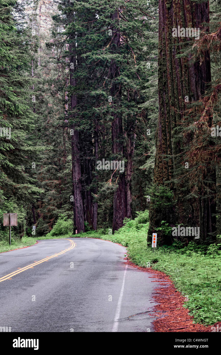 Boschetti di sequoia gigante alberi lungo il Drury Scenic Parkway in California's Prairie Creek Redwoods Stato e parchi nazionali. Foto Stock