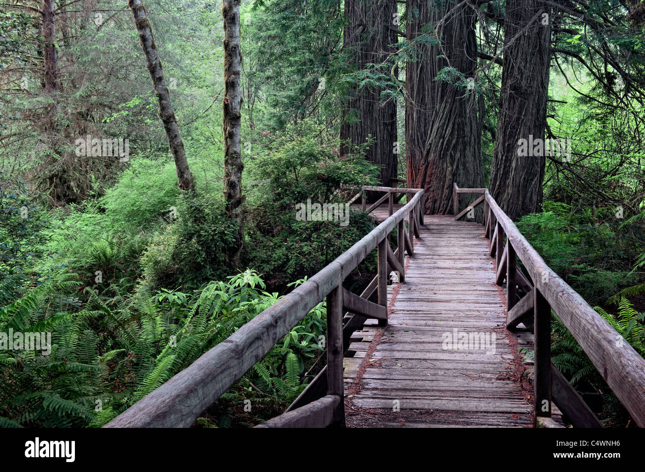 Questa passerella conduce a un boschetto di giganteschi alberi di sequoia in California's Prairie Creek Redwoods Stato e parchi nazionali. Foto Stock