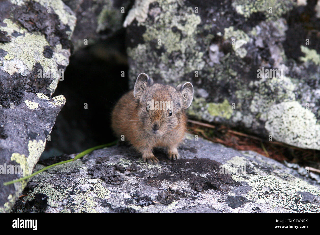 Un pika tra le pietre e rocce e montagne di Altai, Russia Foto Stock