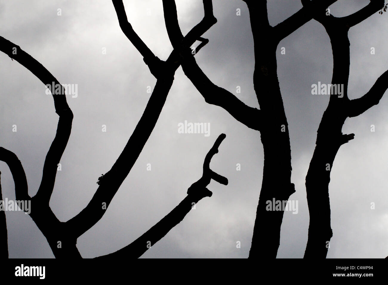 Silhouette ad albero sul drammatico sfondo con cielo nuvoloso Foto Stock