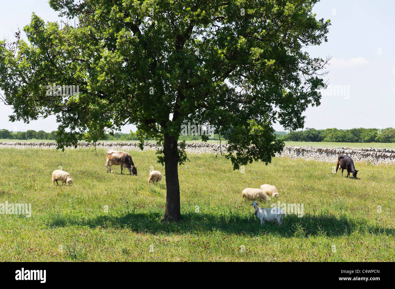 Terreni agricoli in Puglia, Italia. Le mucche, le pecore e le capre condividono un pascolo Foto Stock