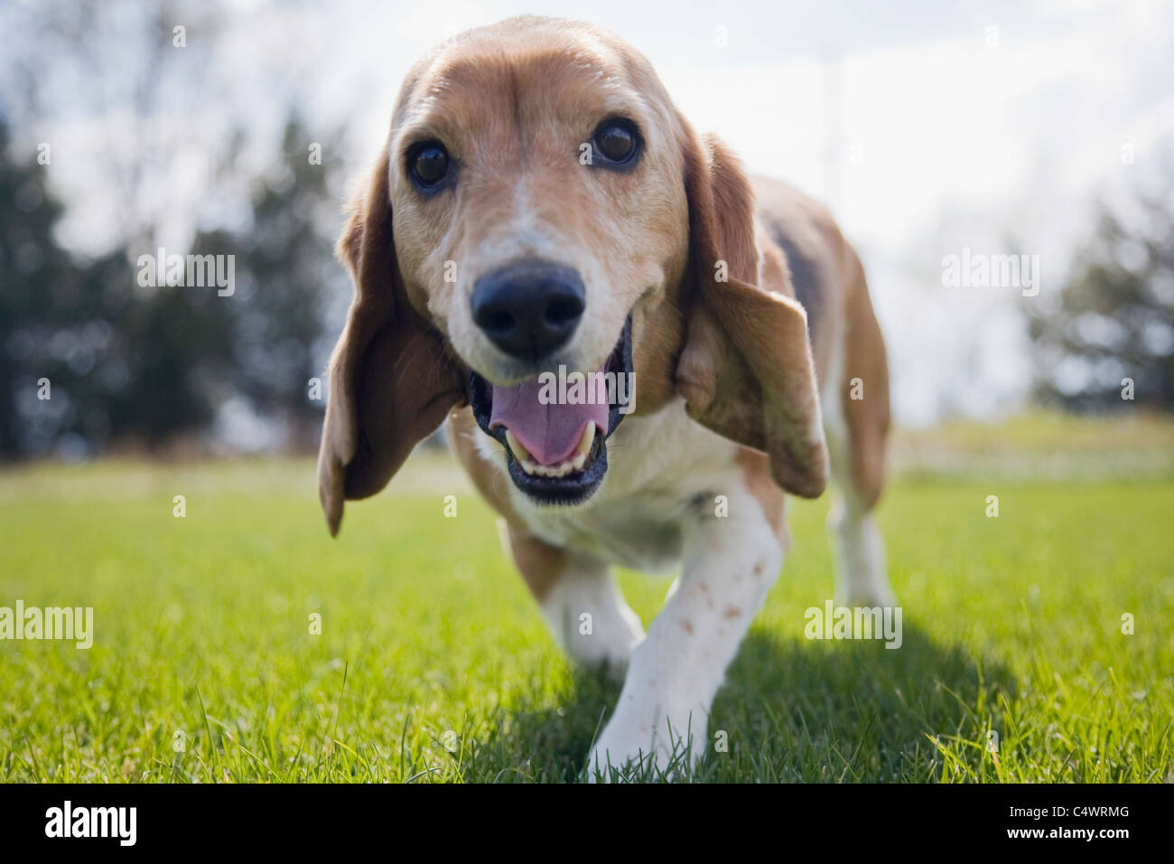 Stati Uniti d'America,Colorado,cane curioso camminando verso la telecamera  Foto stock - Alamy
