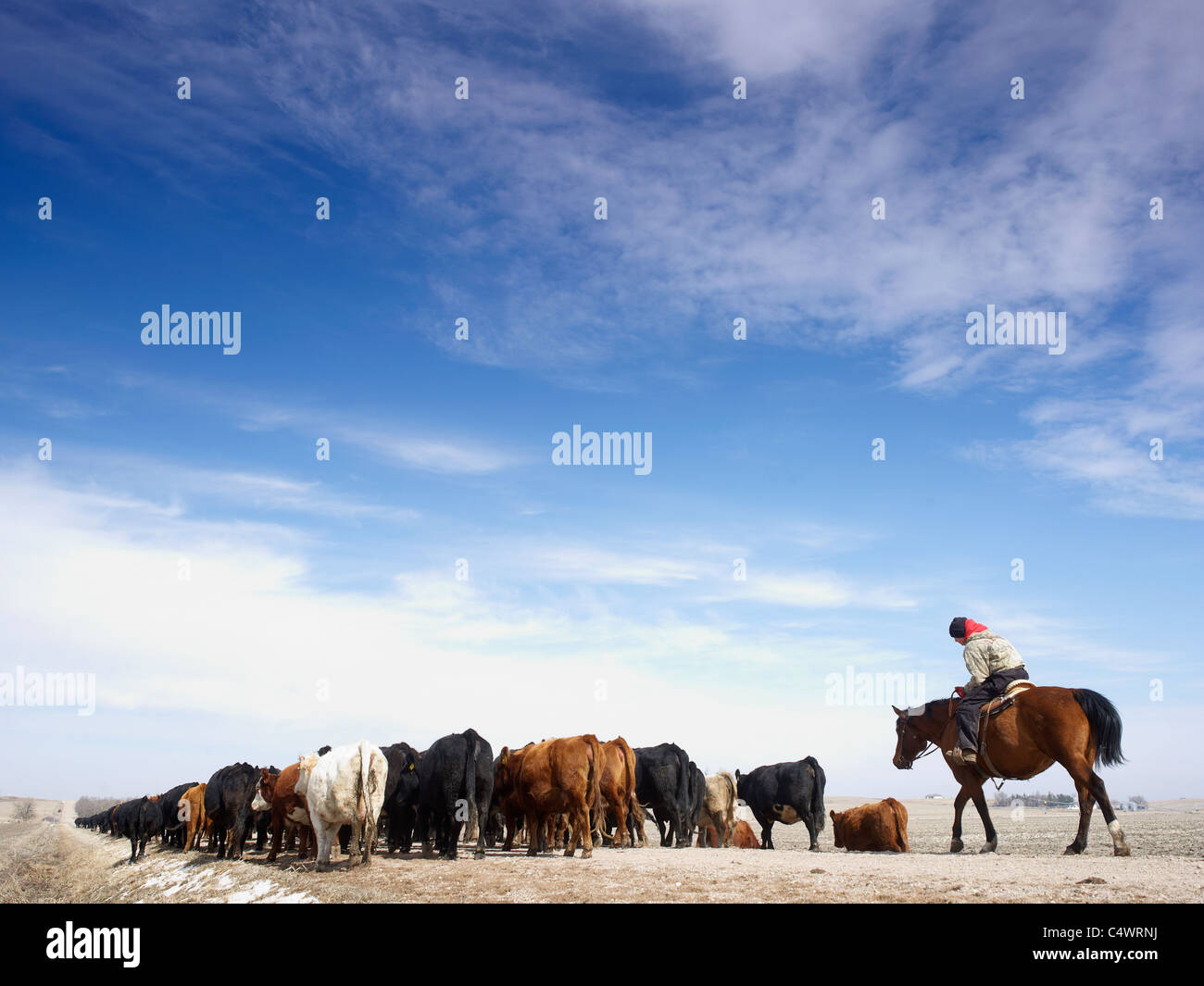 Stati Uniti d'America,Nebraska,Great Plains,cavallo Cavaliere bovini di guida Foto Stock