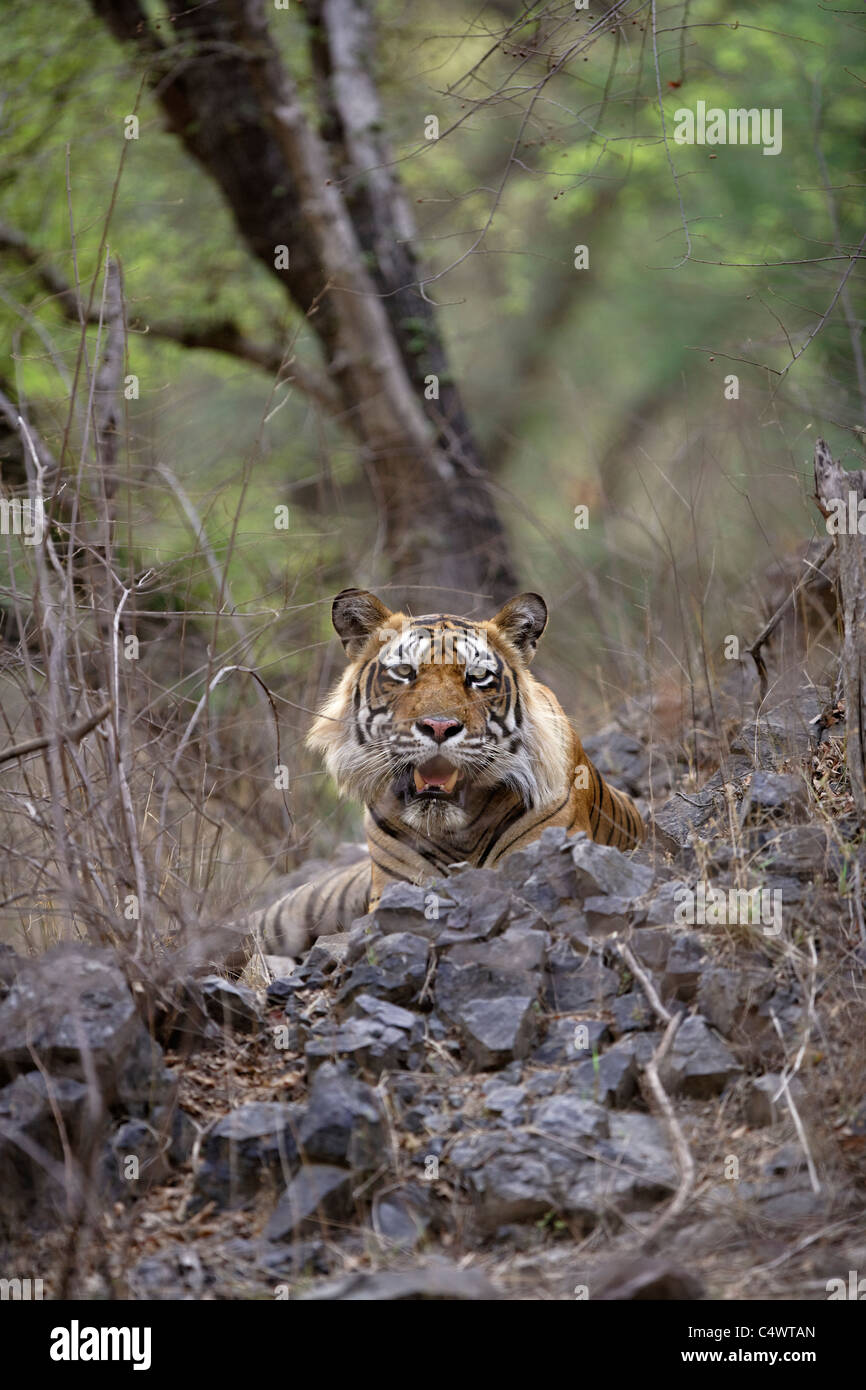 Maschio adulto Tiger guardando sopra la roccia a Ranthambore Riserva della Tigre, Rajasthan, India. [ Panthera Tigris ] Foto Stock