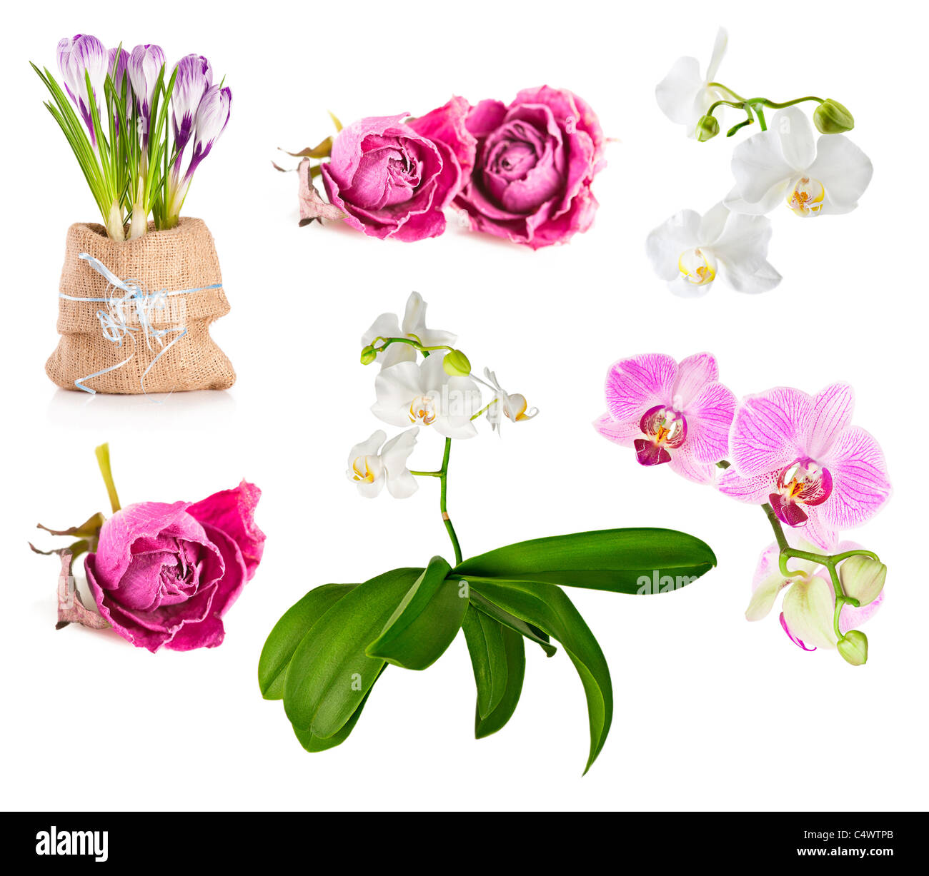 Bellissimi fiori freschi e secchi impostato su sfondo bianco Foto Stock