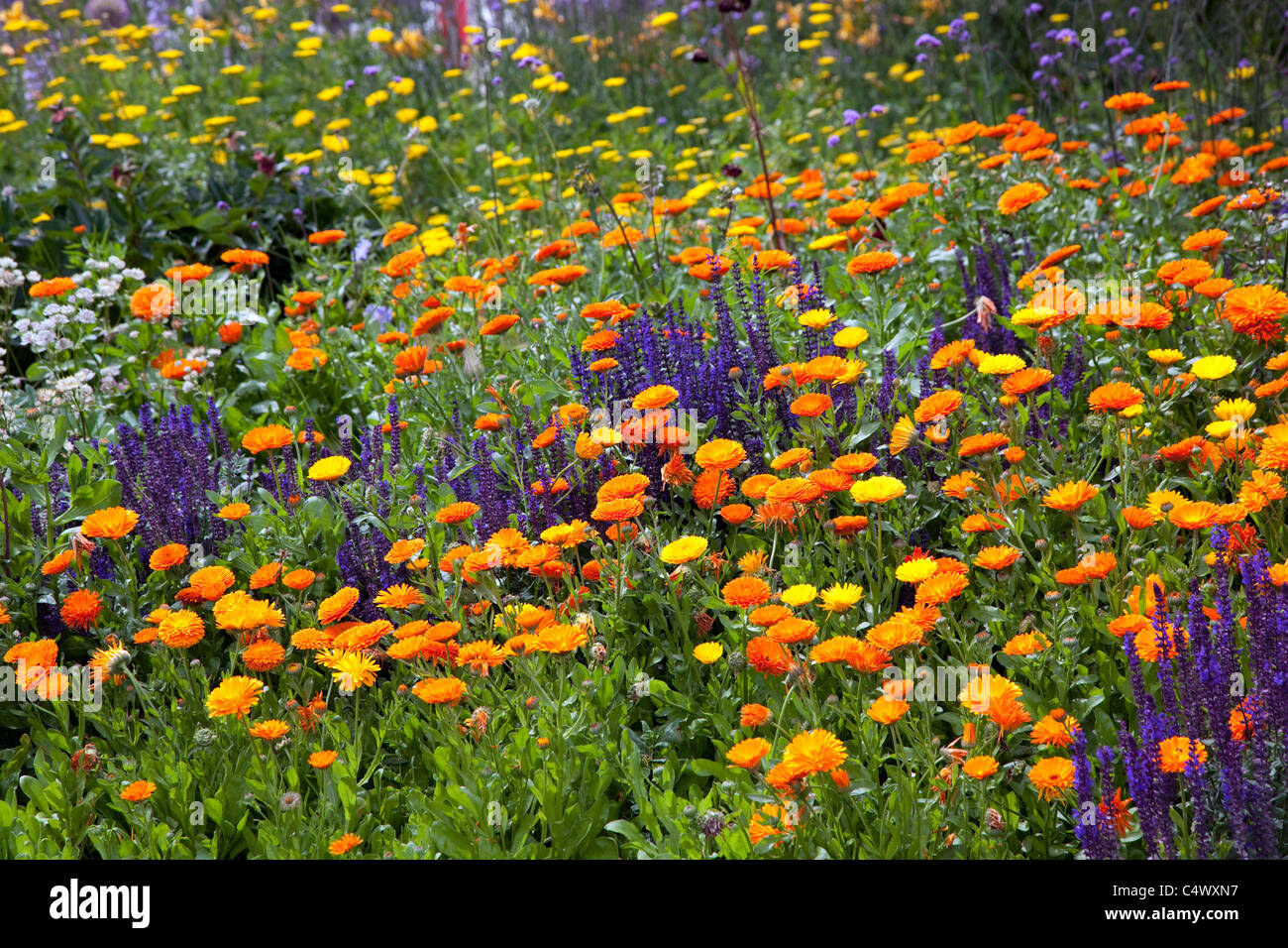 Fiori selvatici che crescono in Royal Botanic Gardens, Kew, Londra Foto Stock