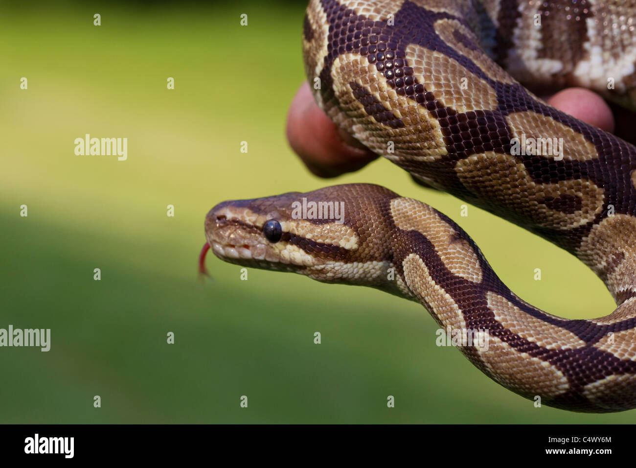 Sfera python snake fino vicino alla mano, Python regius Foto Stock
