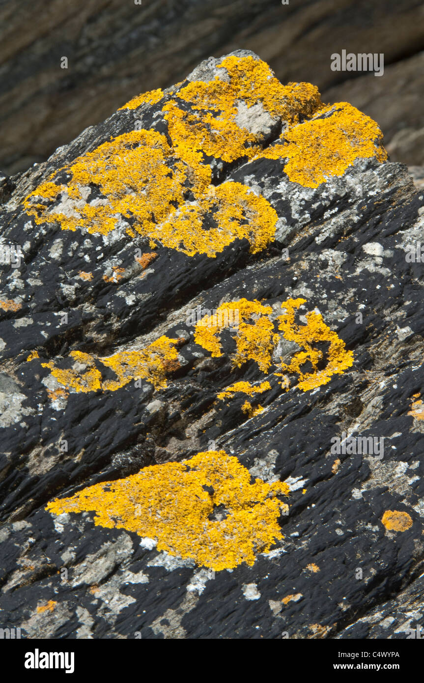 Mare arancione Lichen (Caloplaca marina) Cresce sulla roccia San Ninian's Isle Shetland Arcipelago subartiche Scozia UK Europa Foto Stock