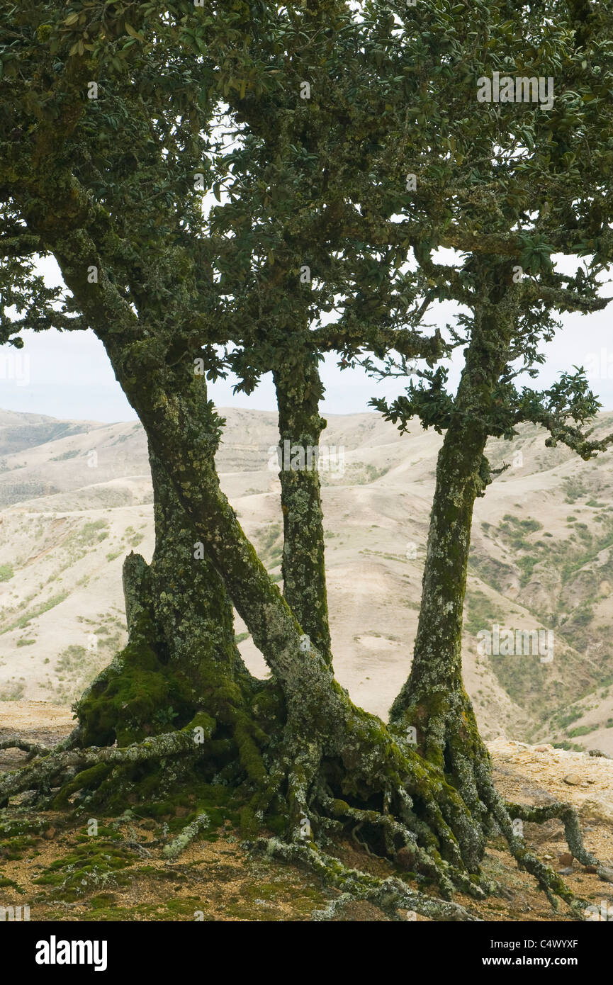 Isola quercia (Quercus tomentella) endemica di Isole del Canale e Isola di Santa Rosa Foto Stock