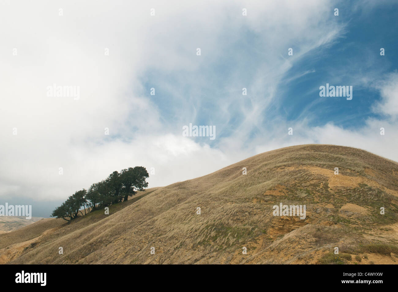 Isola quercia (Quercus tomentella) endemica di Isole del Canale e Isola di Santa Rosa, Channel Islands National Park, California Foto Stock