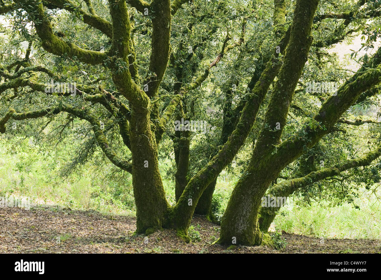 Isola quercia (Quercus tomentella) endemica di Isole del Canale e isola di Santa Rosa, Channel Islands National Park, California Foto Stock