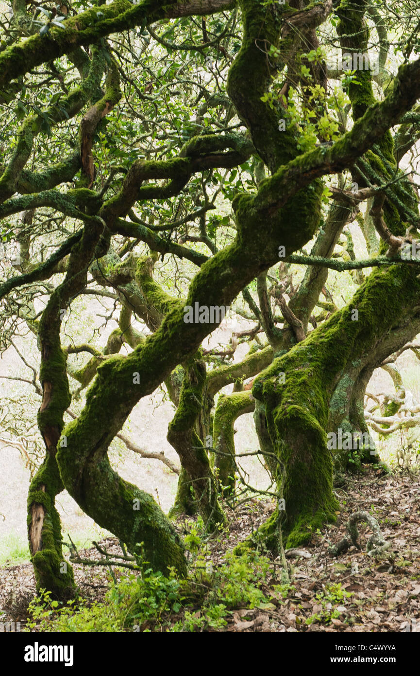 Tangled foresta di querce, Isola di Santa Rosa, Channel Islands National Park, California Foto Stock
