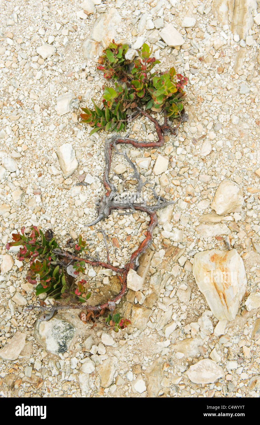 Manzanita cresce nella nuda roccia pendenza, Isola di Santa Rosa, Channel Islands National Park, California Foto Stock