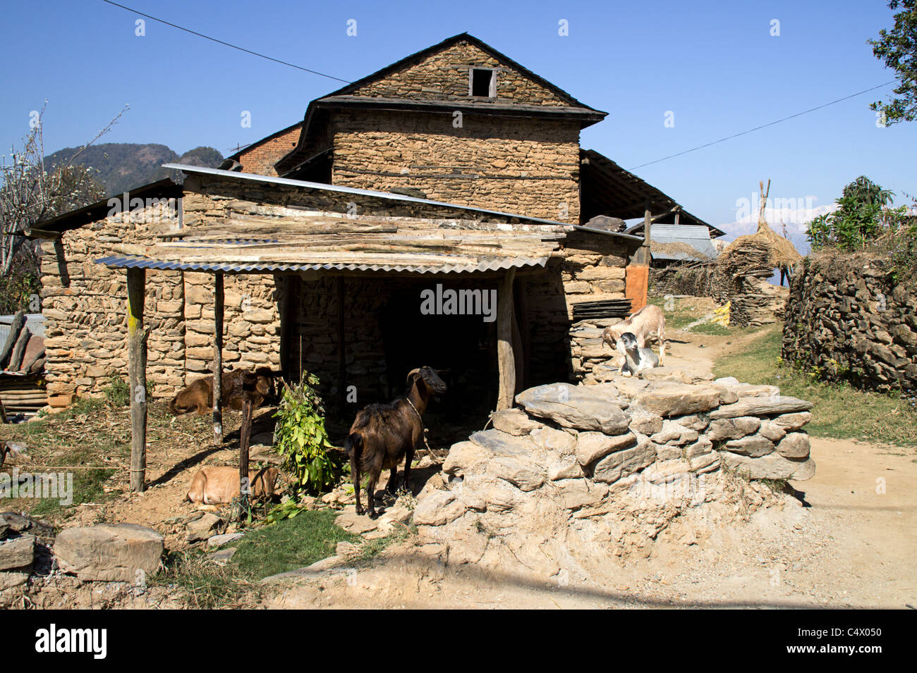 Capra stabile in prossimità di un tradizionale fattoria nepalese, Bandipur, Regione Occidentale, Nepal Foto Stock