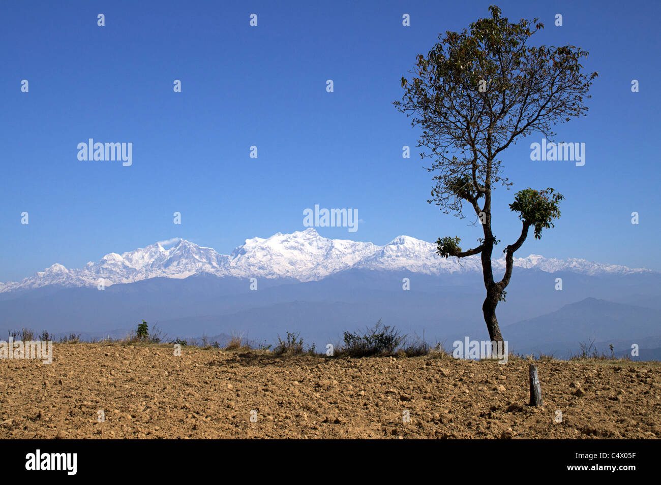 Vista sulla coperta di neve la catena Hannapurna con un albero in primo piano, Bandipur, Regione Occidentale, Nepal Foto Stock