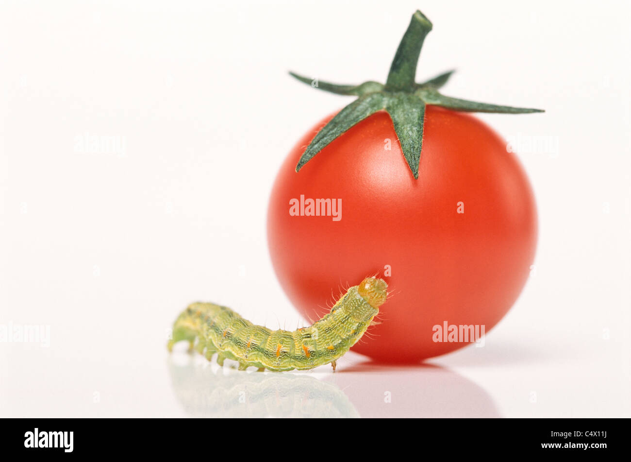 Verde piccolissimo caterpillar di tentare di salire sul pomodoro ciliegino; Cavolo tarma larva (Mamestra brassicae) Foto Stock