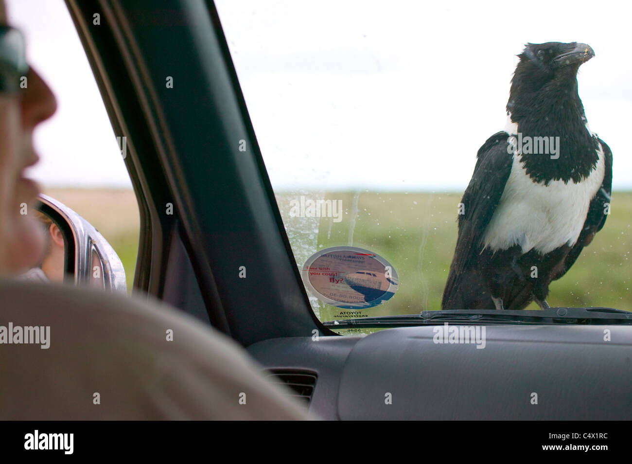 Pied Crow (Corvus albus) wild bird seduti sulla vettura a guardare la gente all'interno Foto Stock