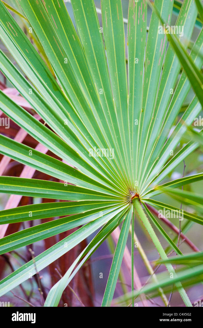 Saw Palmetto (Serenoa repens) in NW Florida Foto Stock