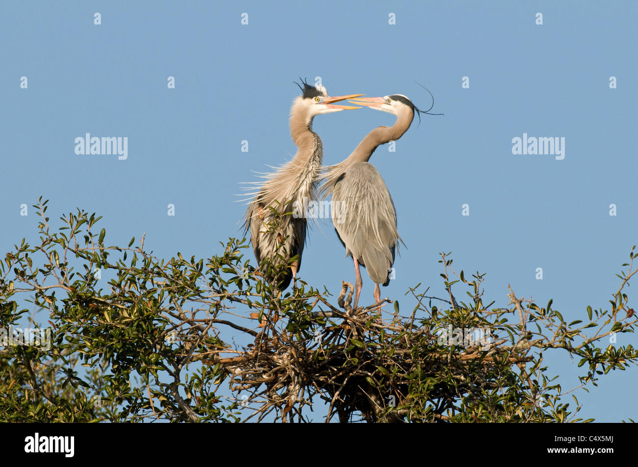 I grandi aironi blu (Ardea erodiade) corteggiare nel nido in NW Florida Foto Stock