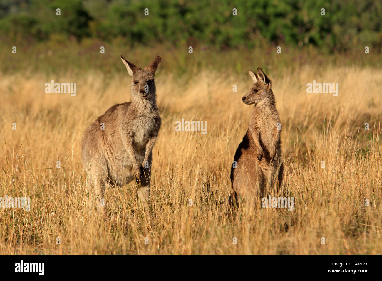Due grigio orientale canguri, Macropus giganteus. Outback NSW, Australia Foto Stock