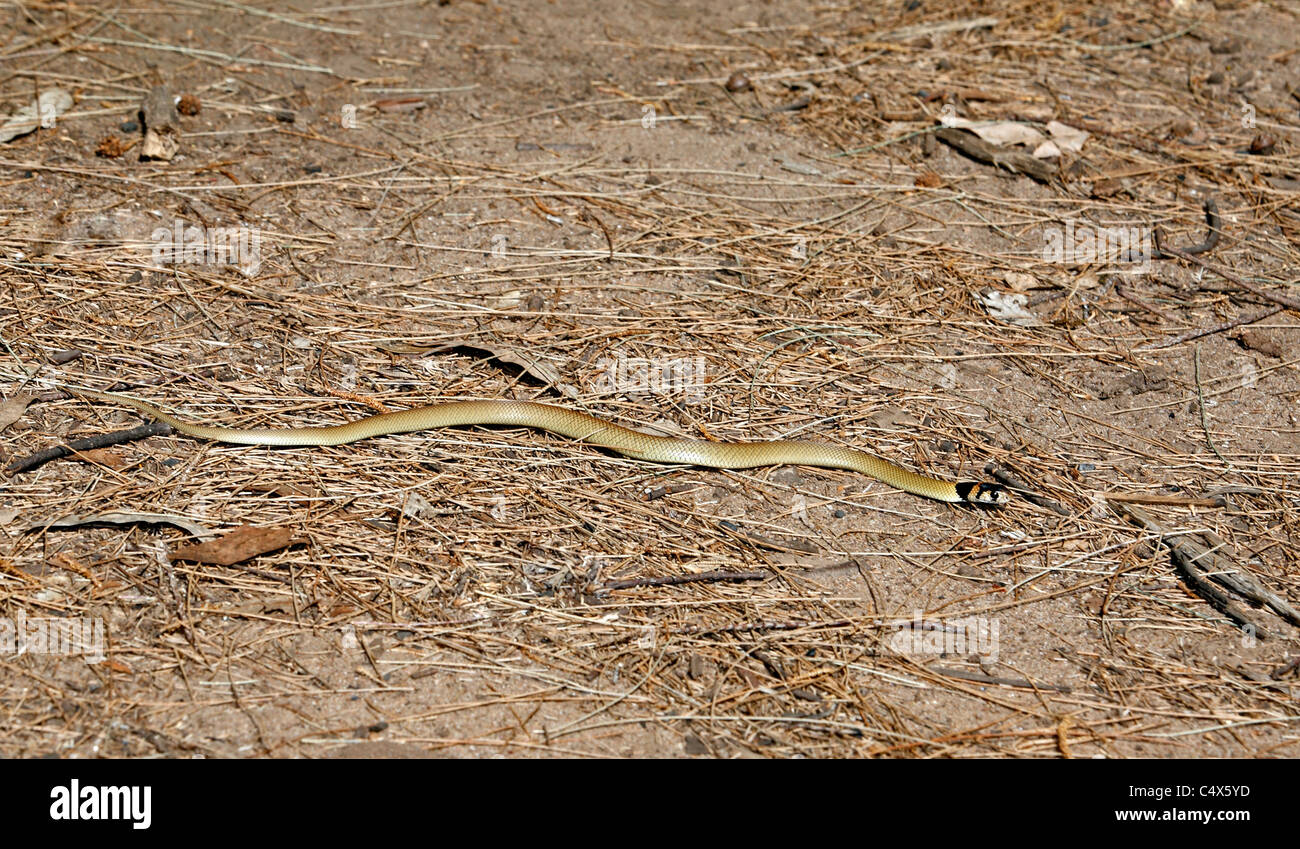 Orientale Snake Marrone, Pseudonaja textilis, noto anche come comune Snake Marrone. Questo serpente è considerato il mondo secondo la maggior parte dei terreni velenosi snake Foto Stock