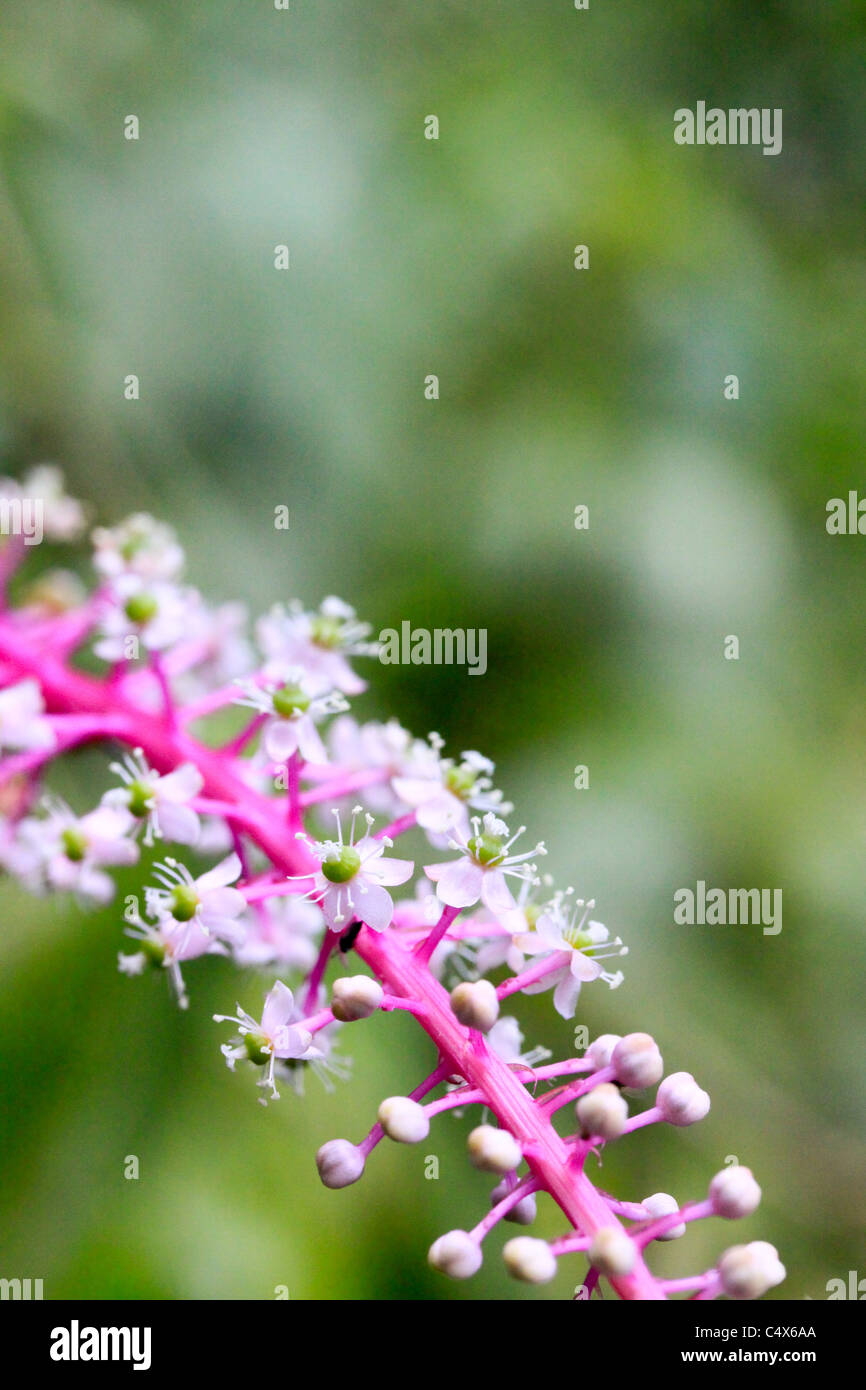 Piccola catena di viola, rosa, verde e bianco, fiori, Pico Bonito National Park, La Cieba, Honduras Foto Stock Piccola catena di viola, rosa, verde e bianco, fiori, Pico Bonito National Park, La Cieba, Honduras Foto Stock