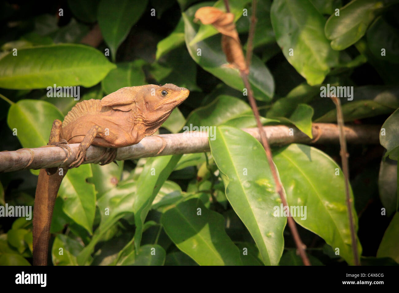 Lizard, Pico Bonito National Park, La Cieba, Honduras Foto Stock Lizard, Pico Bonito National Park, La Cieba, Honduras Foto Stock
