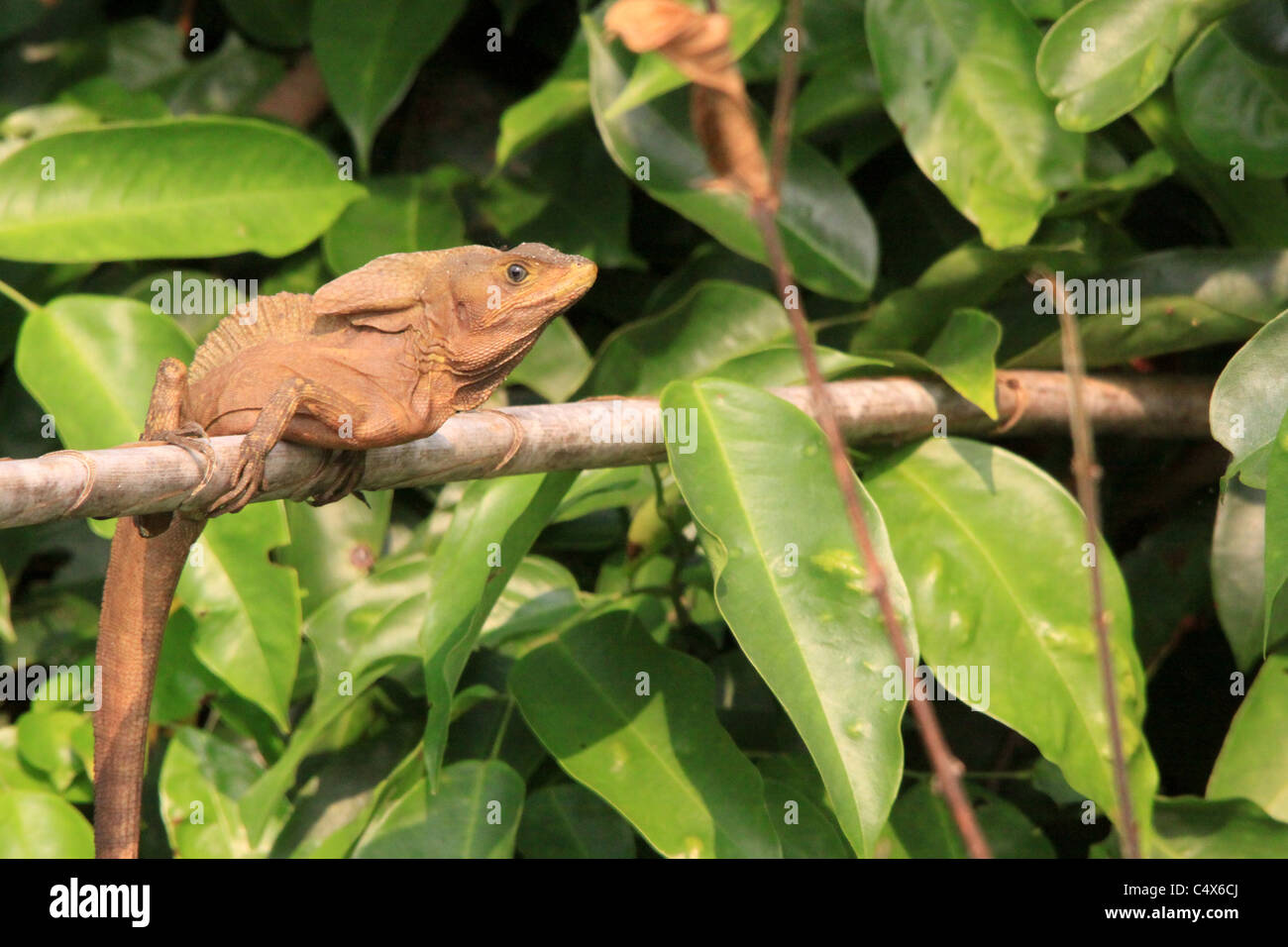 Lizard, Pico Bonito National Park, La Cieba, Honduras Foto Stock