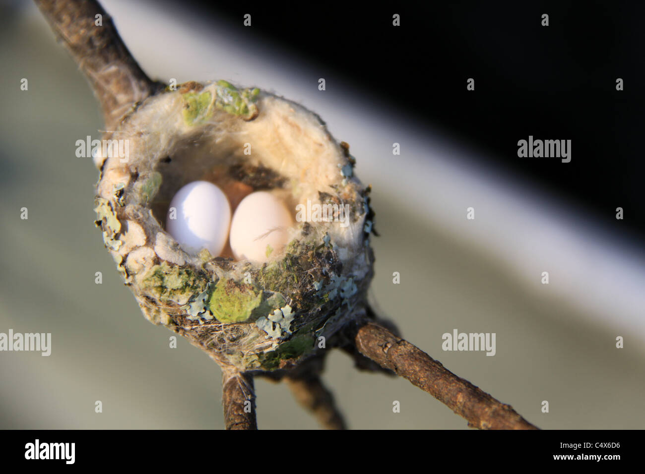 Rufous-tailed Hummingbird Nest, Pico Bonito National Park, La Cieba, Honduras Foto Stock Rufous-tailed Hummingbird Nest, Pico Bonito National Park, La Cieba, Honduras Foto Stock