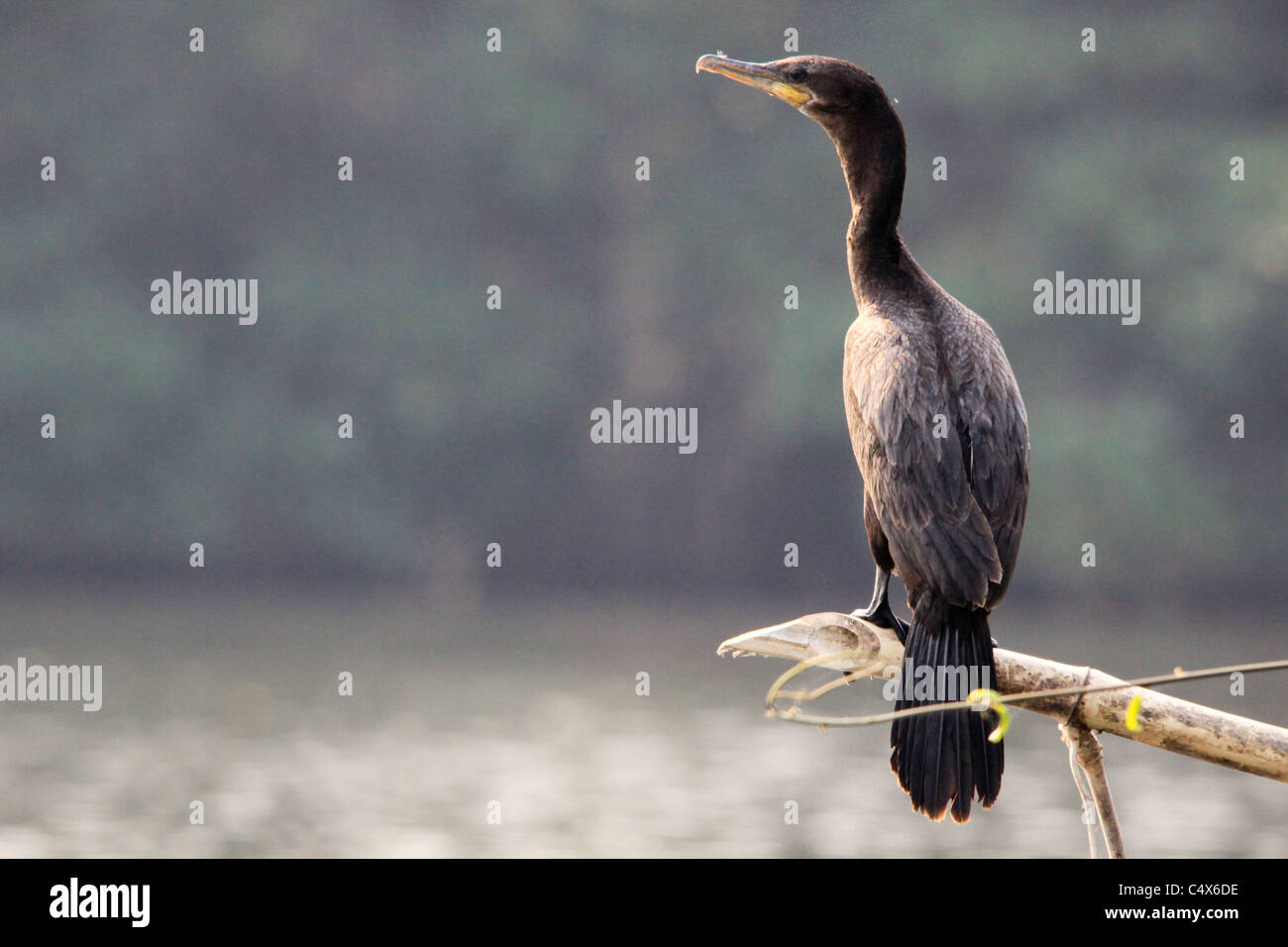 Grande cormorano nero, Pico Bonito National Park, La Cieba, Honduras Foto Stock Grande cormorano nero, Pico Bonito National Park, La Cieba, Honduras Foto Stock
