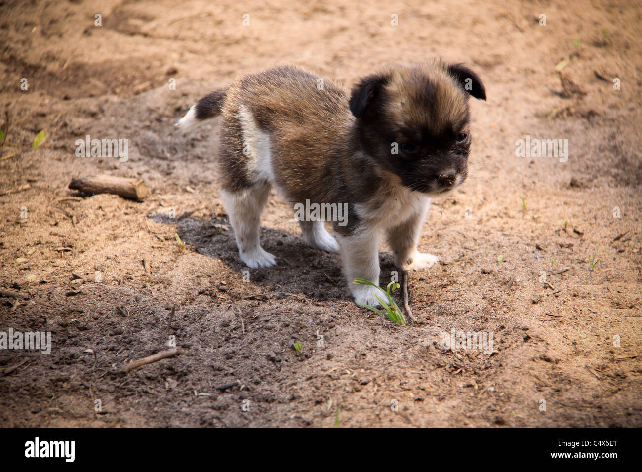 I cuccioli, Pico Bonito National Park, La Cieba, Honduras Foto Stock