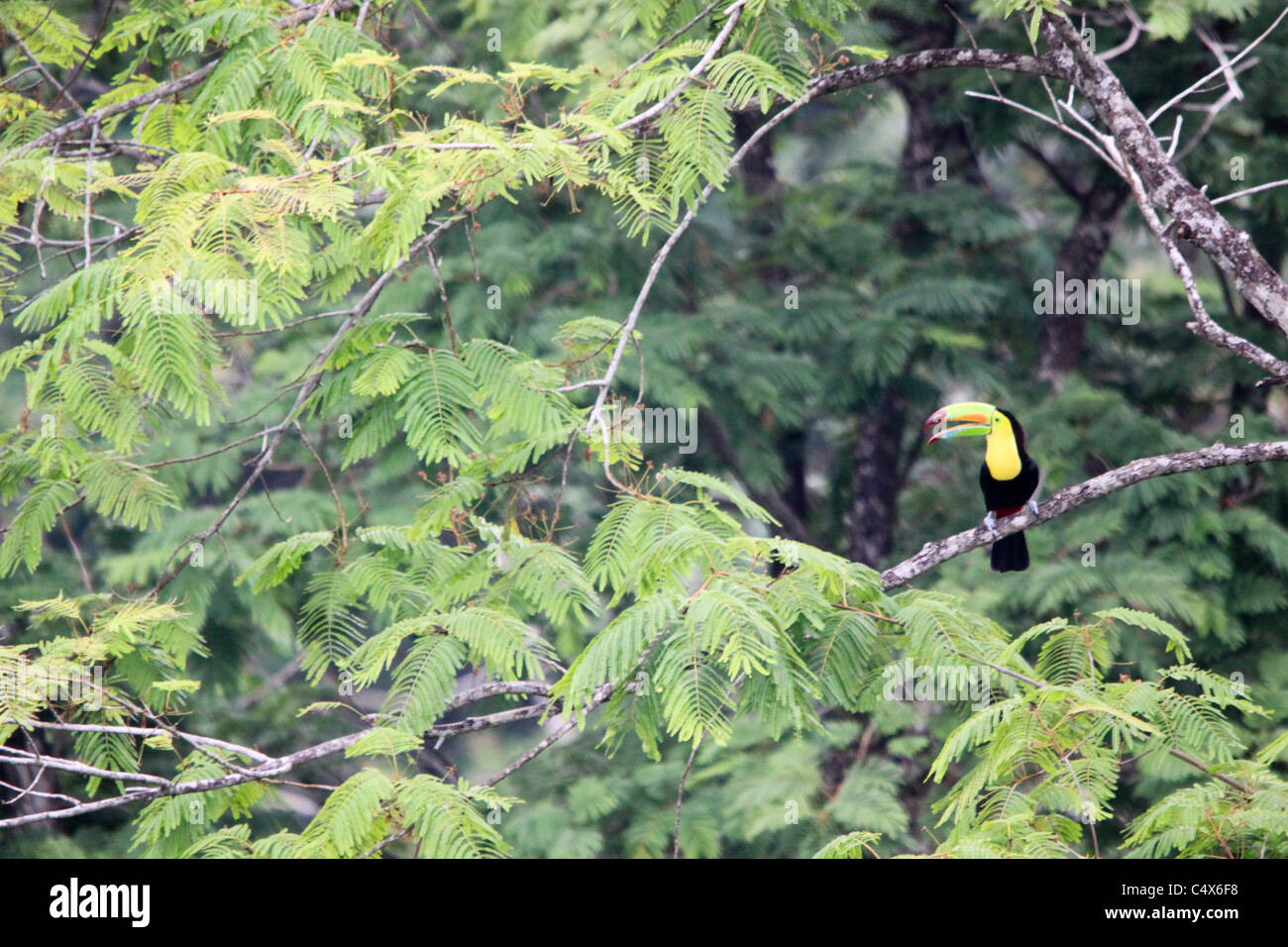 Keel-Billed Toucan, Pico Bonito National Park, La Cieba, Honduras Foto Stock Keel-Billed Toucan, Pico Bonito National Park, La Cieba, Honduras Foto Stock