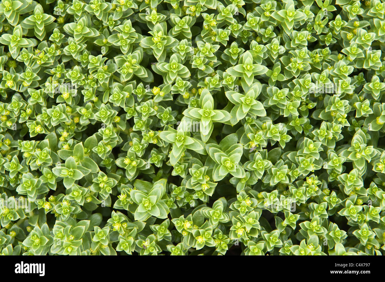 Mare Sandwort (Honckenya peploides) fiori di close-up di foglie Unrafirth terraferma Shetland Scozia UK Europa Giugno Foto Stock