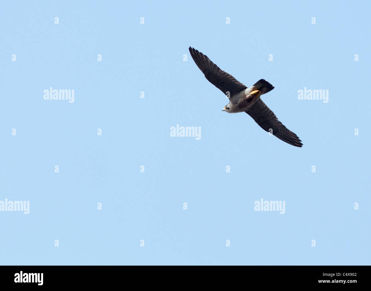 Falco pellegrino (Falco peregrinus) in volo sopra la Cattedrale di Lincoln Foto Stock