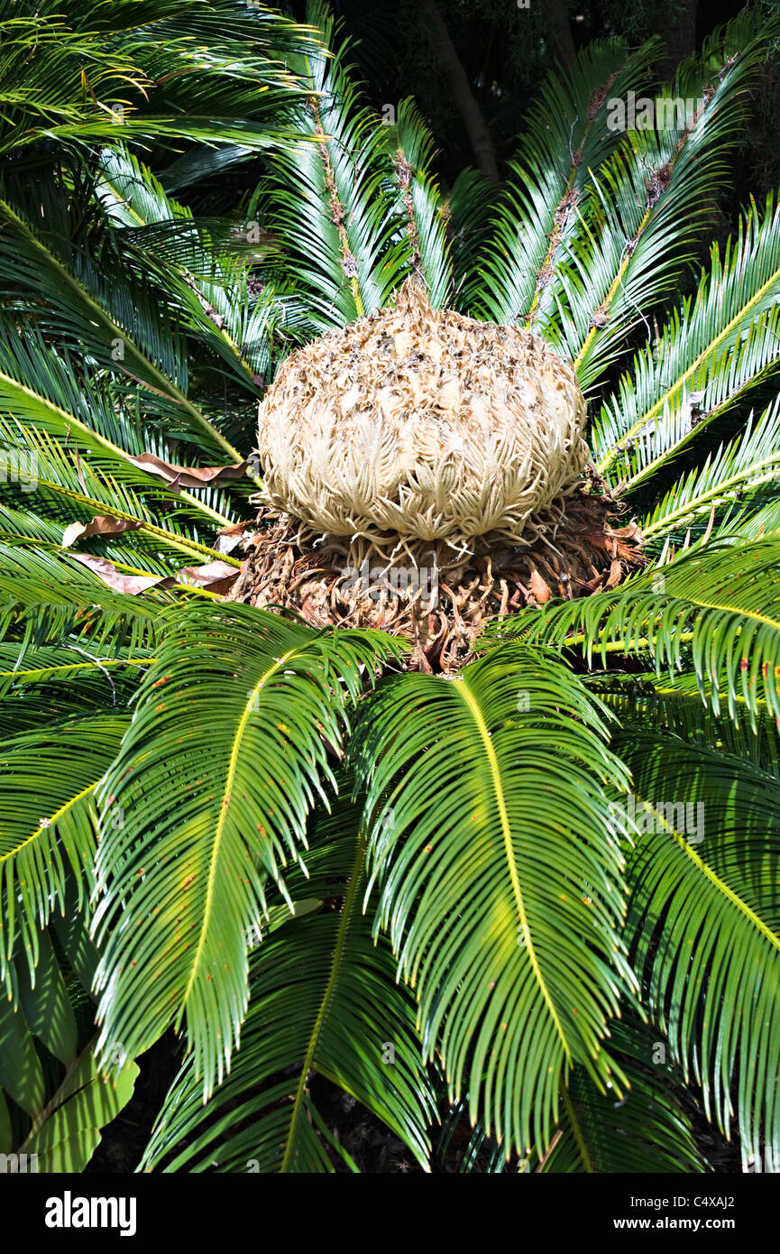 Un fiore di Cycas Thouarsii Madagascar Cyad Pianta che cresce in Royal Botanic Garden Sydney New South Wales AUSTRALIA Foto Stock