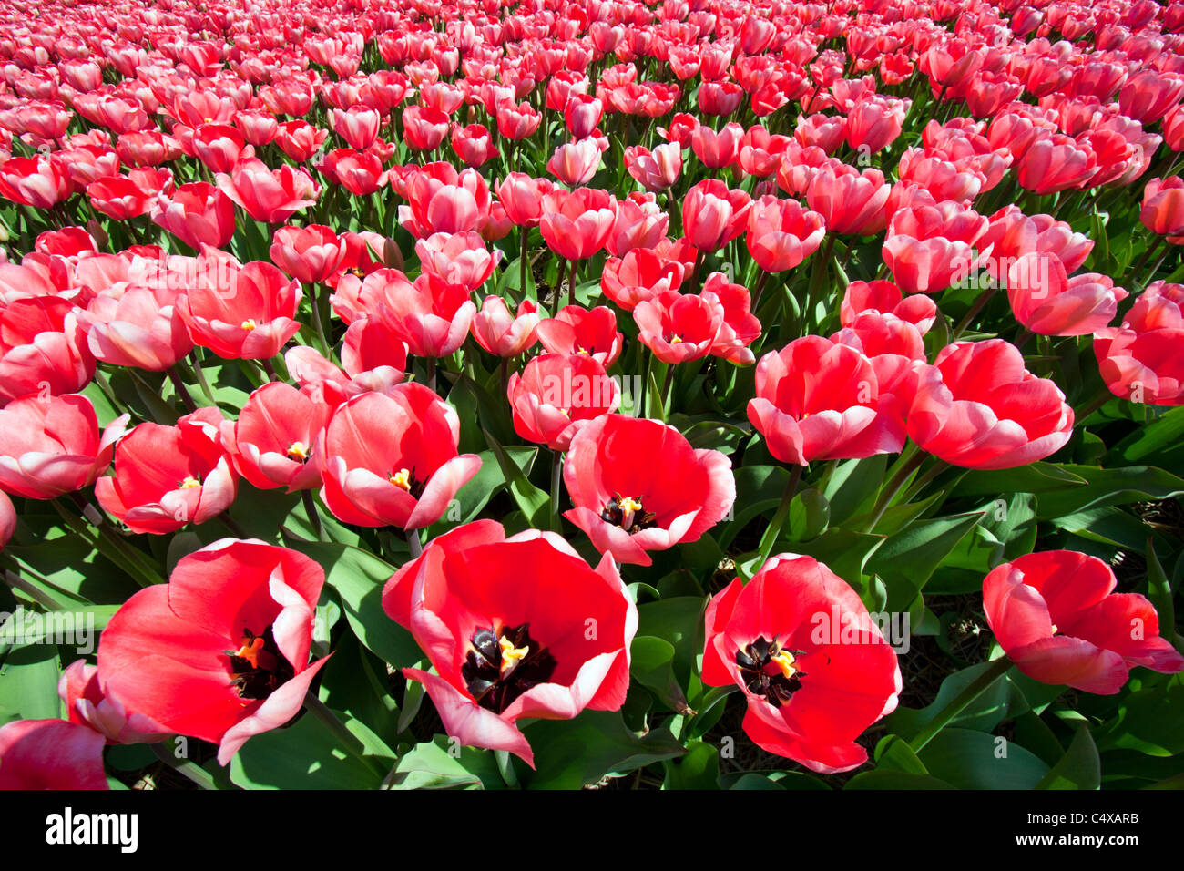 Rosa/rosso tulipfield close-up in Olanda Foto Stock